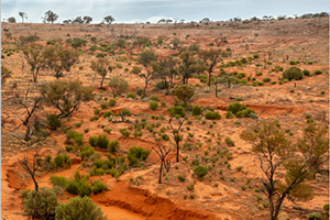 Red dirt desert scene with scattered shrubs