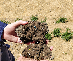 hands holding MWOO compost