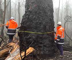 in a snowy landscape of burnt trees four men in bright orange vests and hard hats beside fallen trees