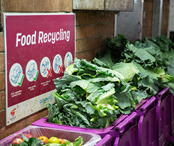 vegetable waste in a compost bin