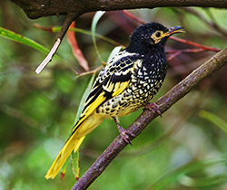 endangered regent honeyeater 