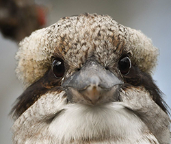 Watchful kookaburra in the Blue Mountains, Gundungurra and Dharug Country, NSW appears on the annual report cover