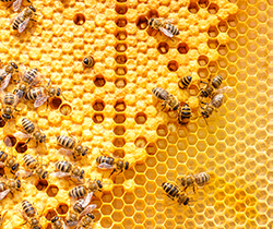 European bees on their hive