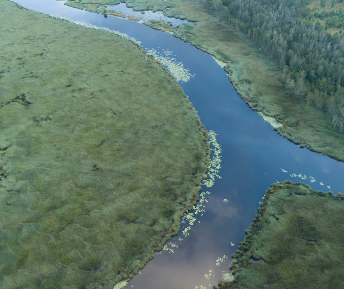 A serene river winding through a marshy landscape, surrounded by tall grasses and scattered trees in Crowsnest Swamp, Northern NSW.