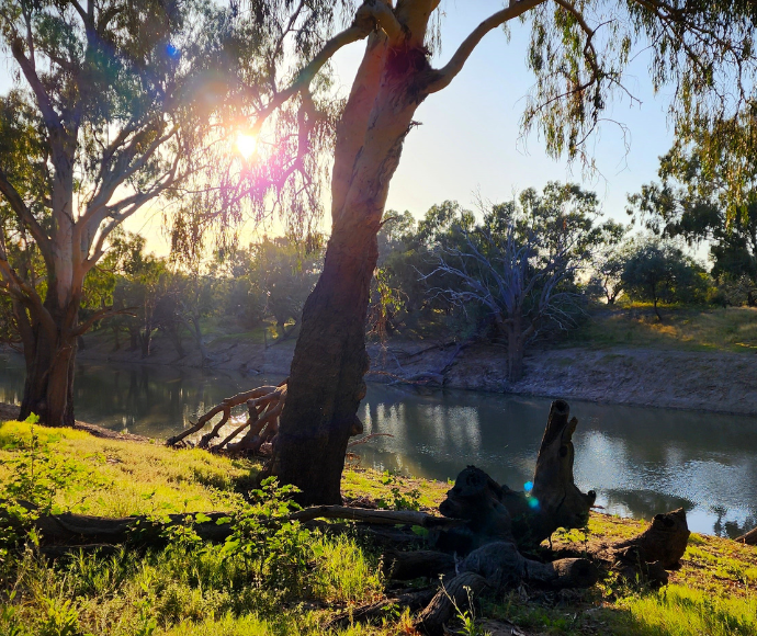 Darling-Baaka - A serene river flowing through lush trees, illuminated by the radiant sun.