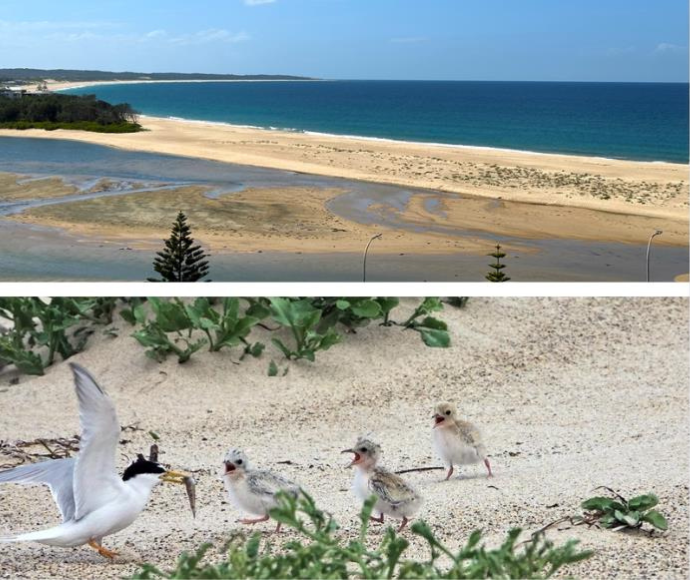  Two birds on sandy beach, ocean waves in background at Karagi Point, Central Coast 