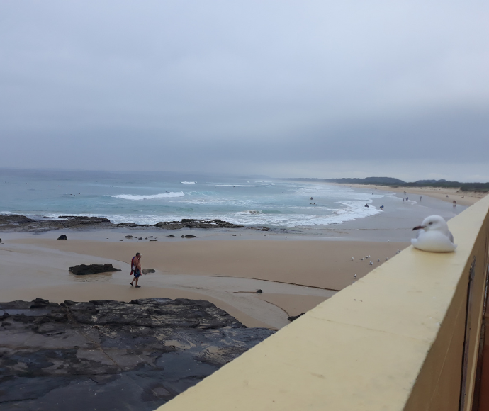 A seagull resting on a cliff, with the ocean stretching out in the background in Port Kembla Beack Wollongong