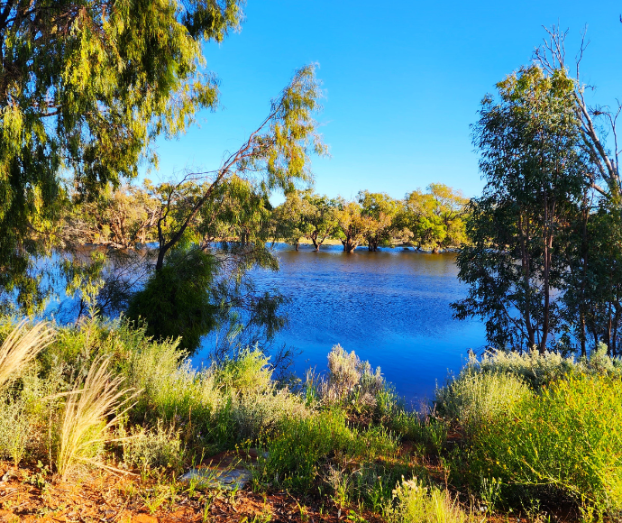 A serene blue sky with no clouds, providing a clear view of the green surroundings in Wilcannia, NSW.