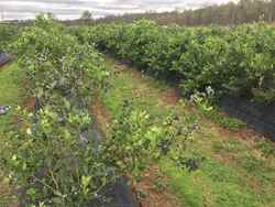 Blueberry crops, Coffs Harbour