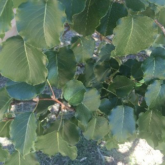 Kurrajong (Brachychiton populneus) leaves