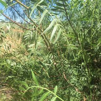 Peppercorn (Schinus molle) leaves