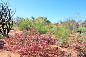 Desert fringe myrtle (Calytrix longiflora), Ledknapper Nature Reserve