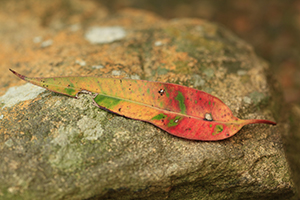 Eucalyptus gum leaf and lichen